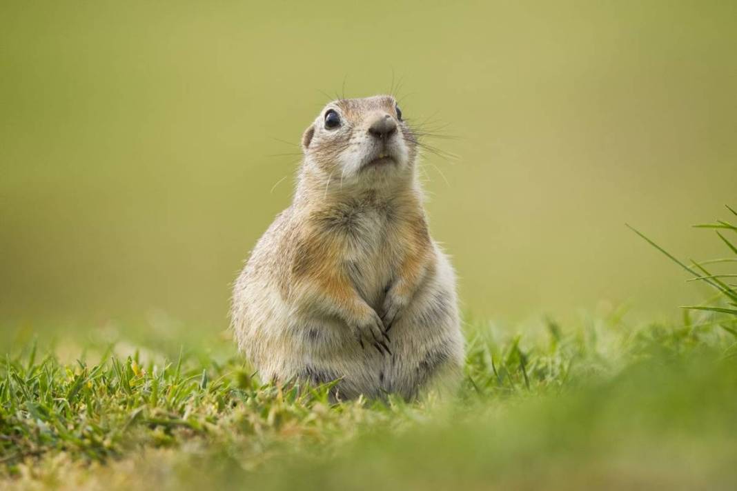 Doğanın sempatik kemirgeni 'gelengi', kameralara yakalandı! Sadece Anadolu topraklarında yaşıyorlar 3